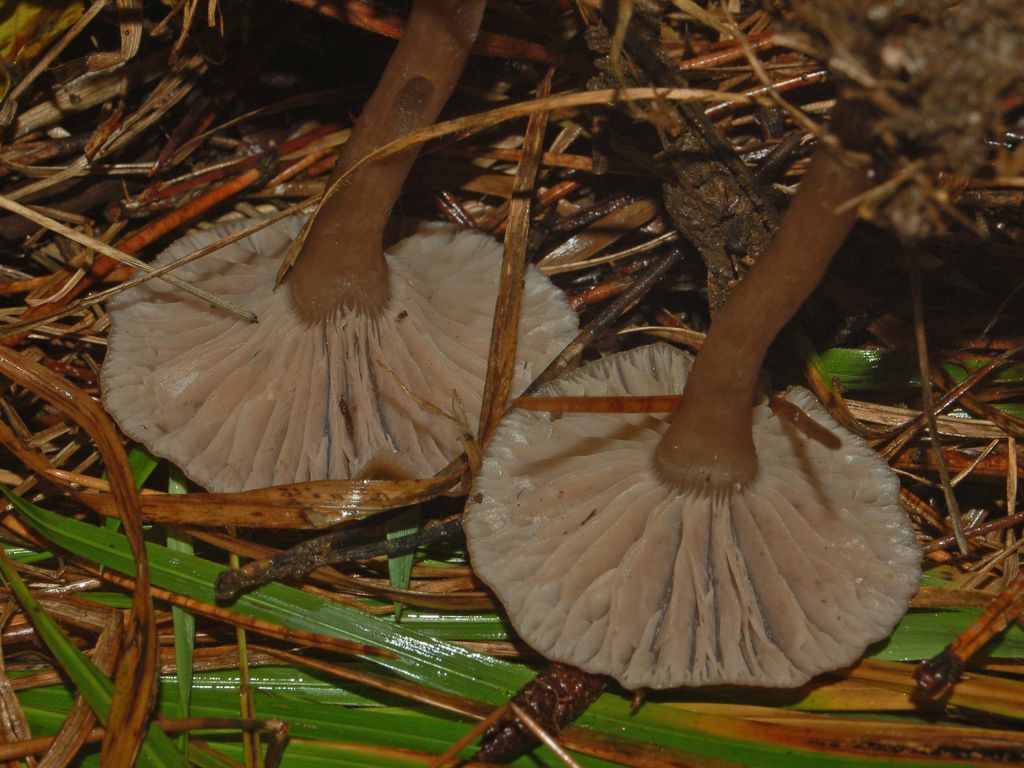 Dei funghi concavi (cfr. Pseudoclitocybe cyathiformis)